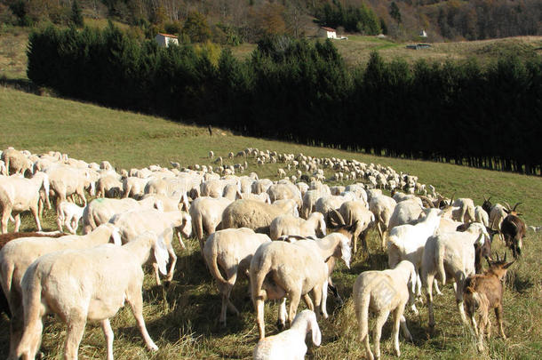 羊群里有许多长着白色羊毛的羊在山上放牧