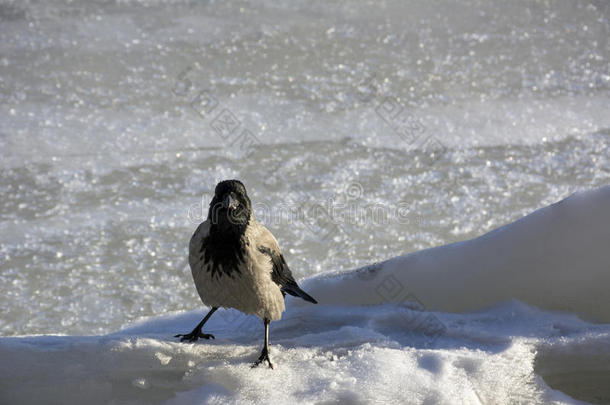 乌鸦，乌鸦，灰色和黑色羽毛的鸟在冰上