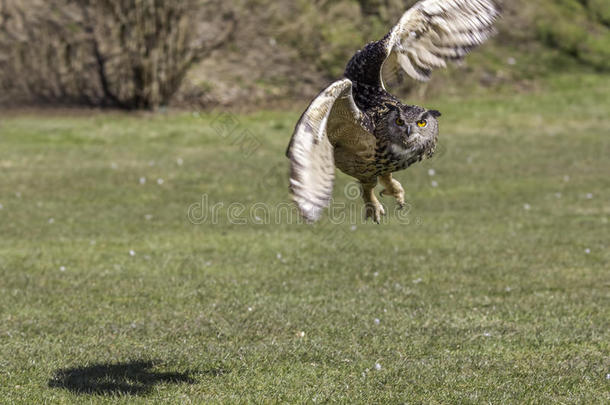 老鹰猫头鹰从起飞时机动