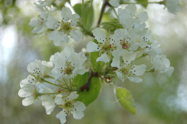 梨<strong>花树</strong>