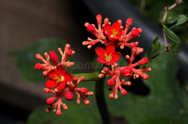 特写红色花蕾的<strong>小红花</strong>