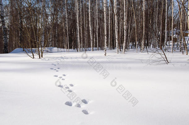 雪上有野兔的痕迹