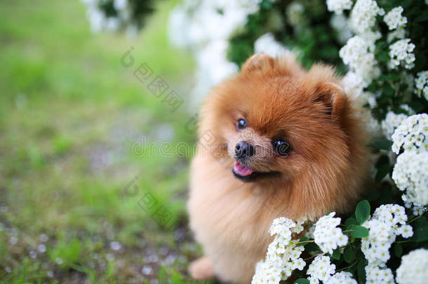 漂亮的狗。 波美拉尼亚狗靠近盛开的白色灌木丛。 波美拉尼亚狗在公园里。 可爱的狗。 快乐的狗