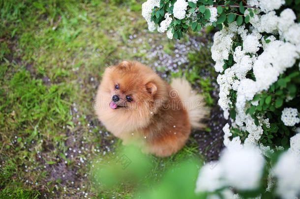漂亮的狗。 波美拉尼亚狗靠近盛开的白色灌木丛。 波美拉尼亚狗在公园里。 可爱的狗。 快乐的狗