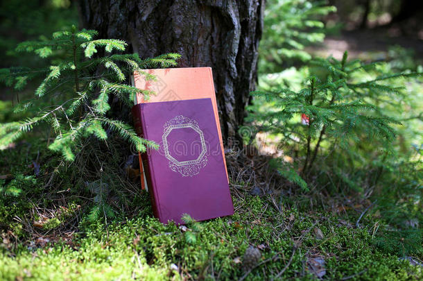 户外封闭的书。 知识就是力量。 在森林里的书。 书在树桩上