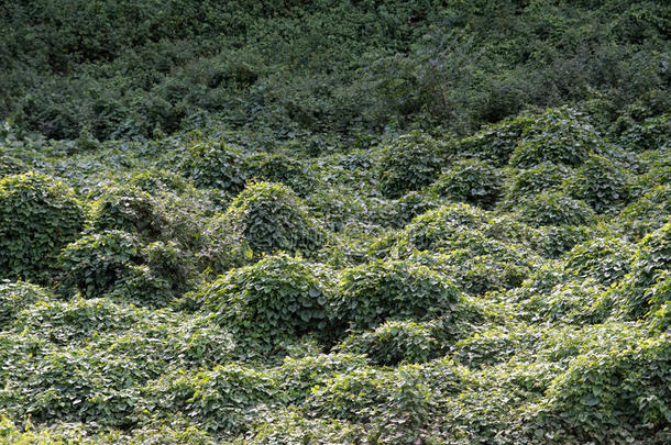 哈纳巴尼拉自然保护区-库巴旺盛的植被