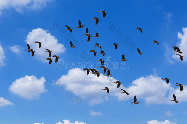 一群较小的吹口哨的鸭子<strong>树状</strong>RNA爪哇飞在蓝天上