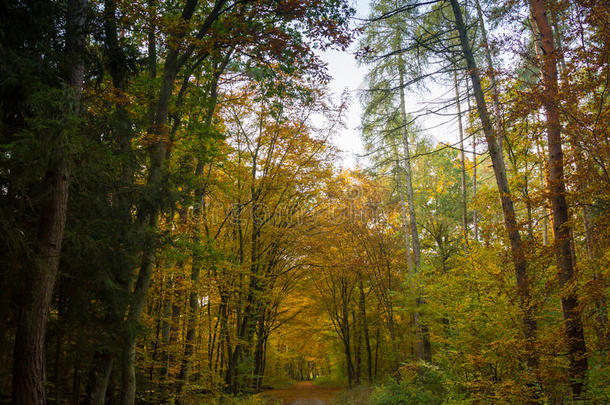 秋天的森林风光，温暖的光线照亮了金色的树叶，还有一条通往现场的小径