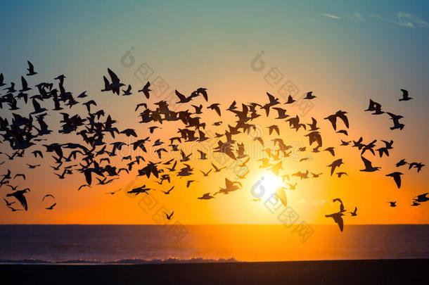 在令人惊叹的日落中，一群鸟飞过海洋。 自然。