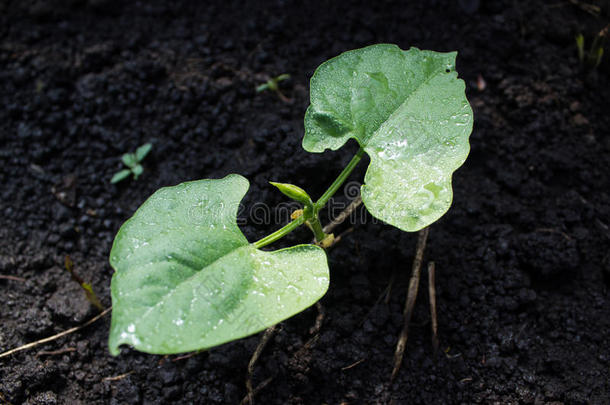 背景豆生物培养黑色煮熟的