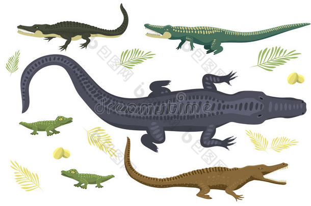 卡通绿色鳄鱼危险<strong>捕食者</strong>和澳大利亚野生动物河流爬行动物食肉鳄鱼鳞片牙齿扁平