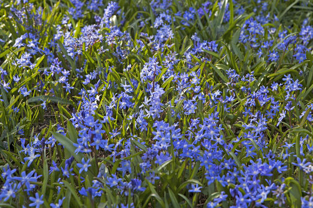 蓝铃木在它盛开的高度，有一个地毯的蓝铃和郁郁葱葱的婴儿绿叶在树上。 在考尔拍摄的照片