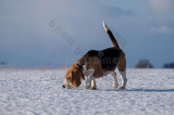 比格犬在雪地里奔跑