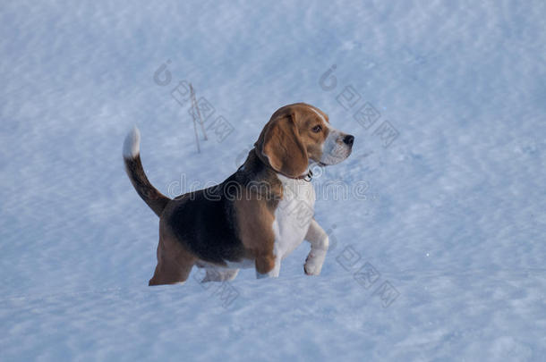 比格犬在雪地里奔跑