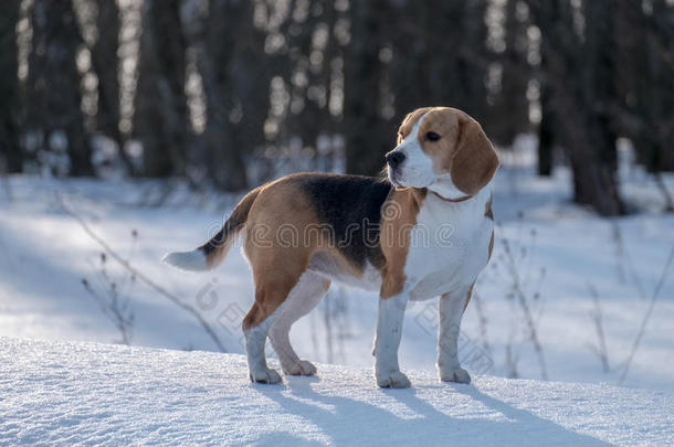 比格犬在雪地里奔跑