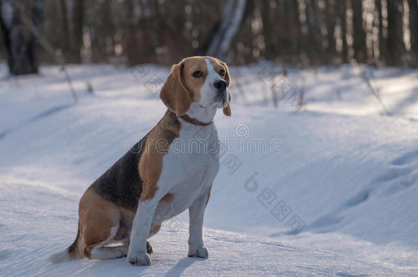 比格犬在雪地里奔跑