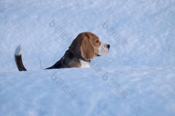 比格犬在雪地里奔跑