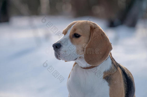 比格犬在雪地里奔跑