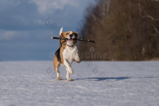 比格犬在雪地里奔跑