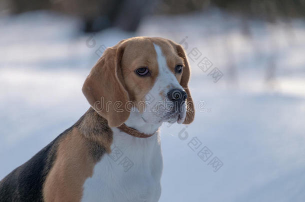 比格犬在雪地里奔跑