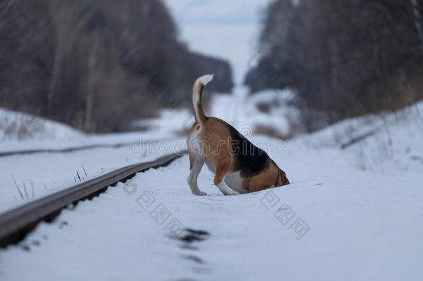 比格犬在雪地里奔跑