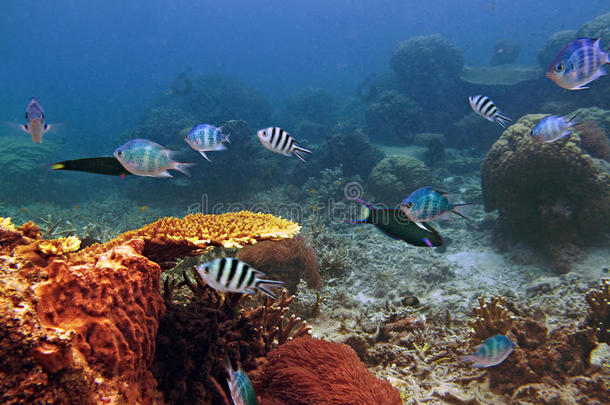 阿内蒙丰富多彩的珊瑚潜水鱼