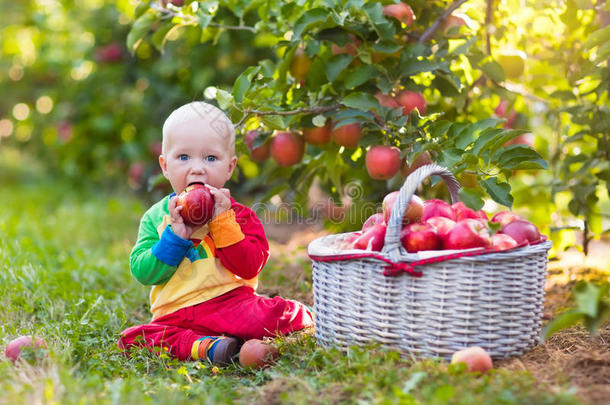 小男孩在<strong>水果园</strong>里摘苹果