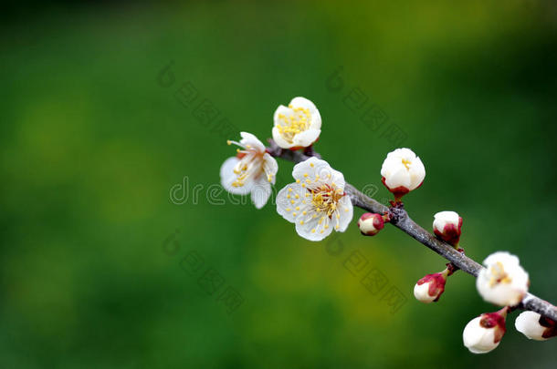 美丽的花