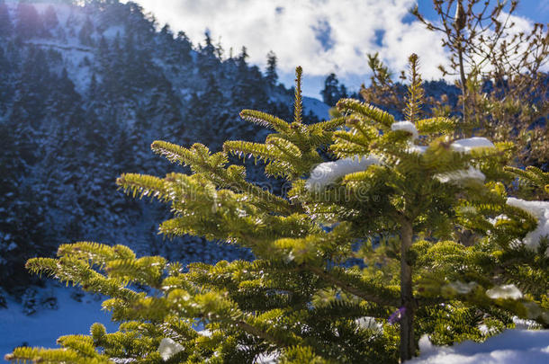 背景：希腊伯罗奔尼撒南部济利亚山冬季积雪覆盖的冷杉树枝