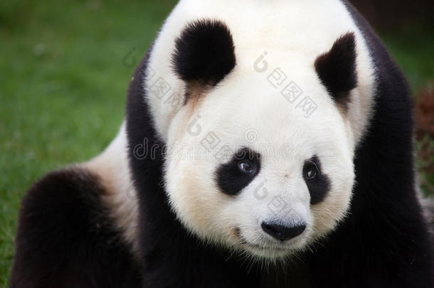 大熊猫AiluropodaMelanoleuca。