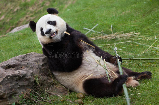 <strong>大熊猫</strong>AiluropodaMelanoleuca。