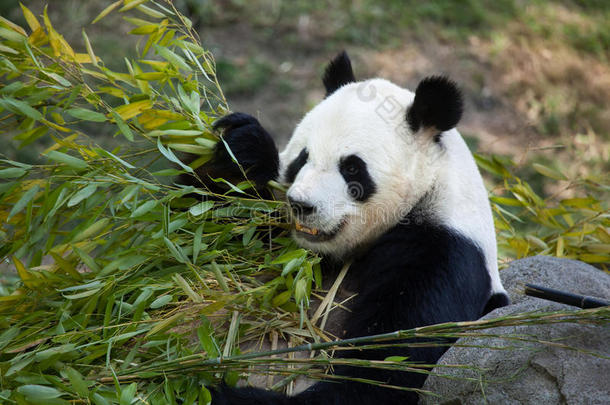 大熊猫AiluropodaMelanoleuca。
