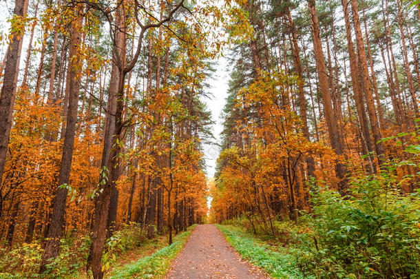 秋天在松树和桦树林里