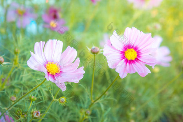 公园里的花朵，花园里的粉红色美丽的花朵