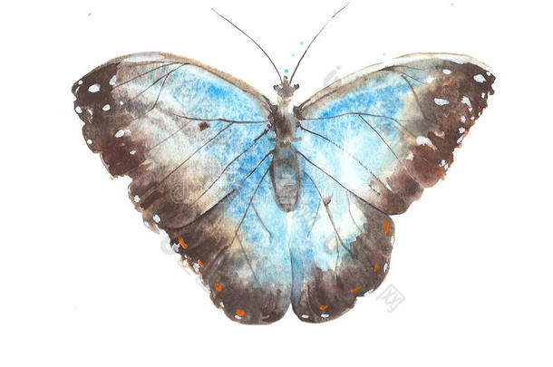 蝴蝶蓝色昆虫水彩画插图隔离在白色背景上
