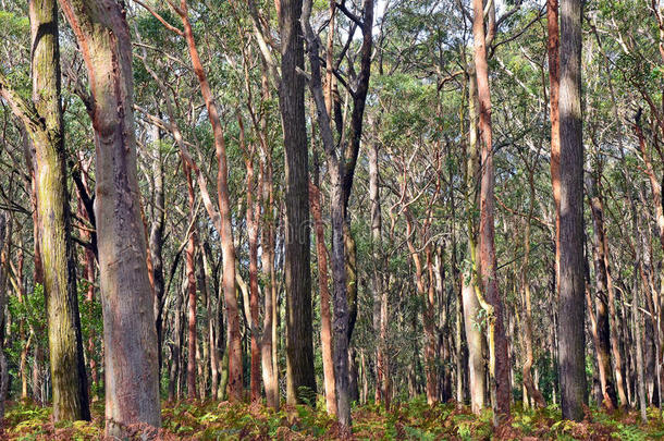 澳大利亚桉树林