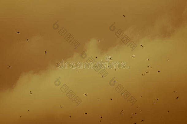 一群乌鸦在黄色的背景下在天空中飞翔