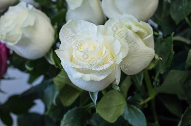 一大束白色玫瑰