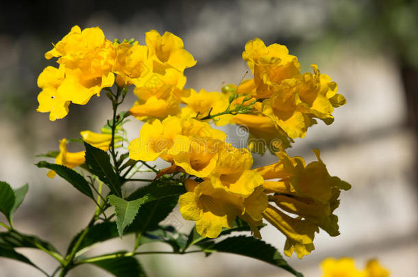 特写黄花，黄长老