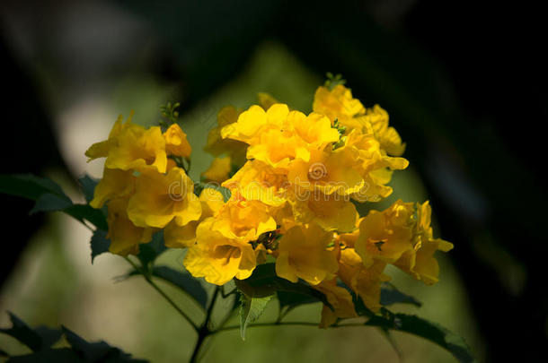 特写黄花，黄长老