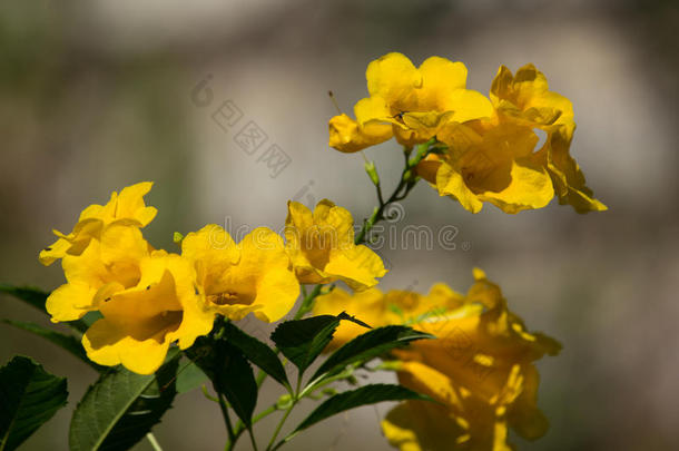 特写黄花，黄长老