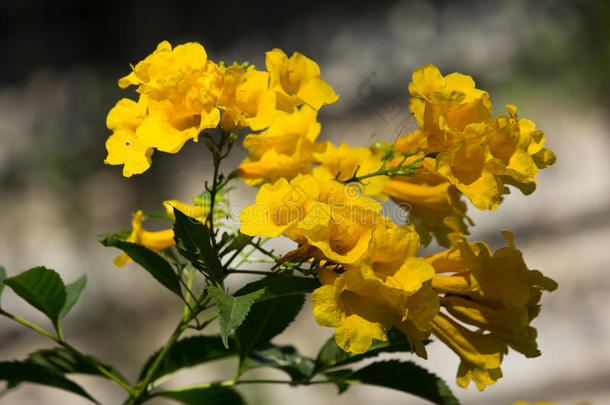 特写黄花，黄长老