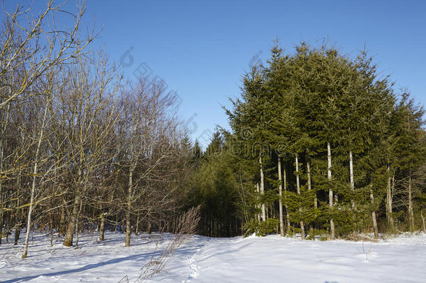 针叶树和秃树变成雪景