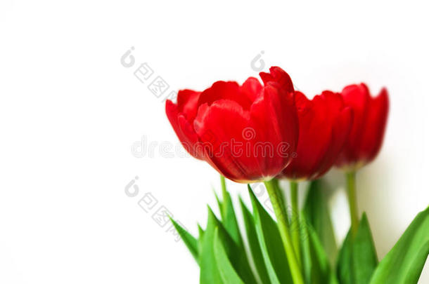 花束红色郁金香分离在白色背景