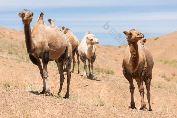 <strong>戈壁</strong>沙漠中的骆驼