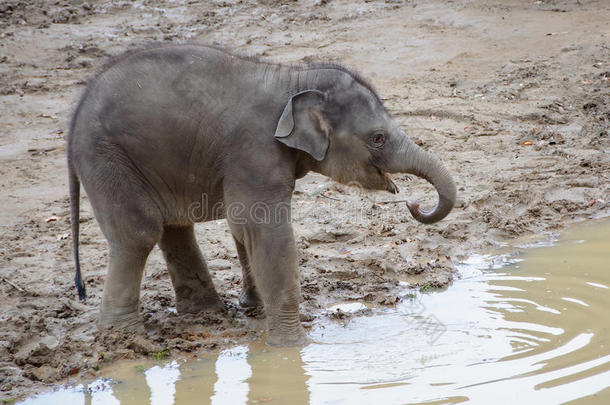 小象从水坑里喝水