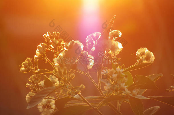 在五彩缤纷的日落的背景上绽放白色的花朵