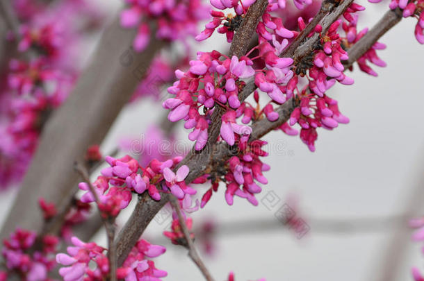 东方红芽开花