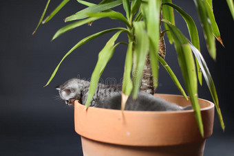 英国短毛小猫在尤卡植物盆栽图片