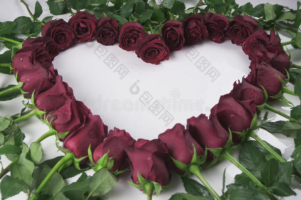 框架的形式，红色玫瑰的心与水滴在白色的背景